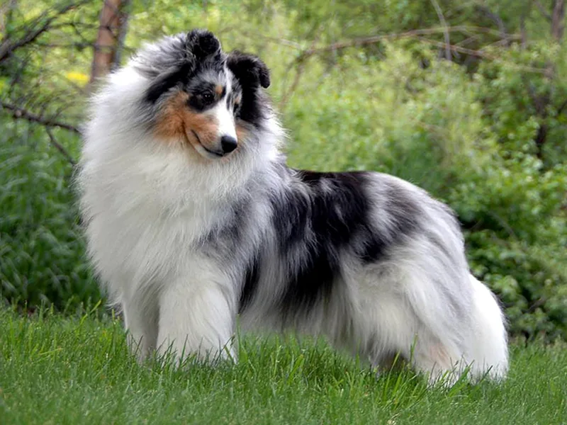 Lacewood Shetland Sheepdogs