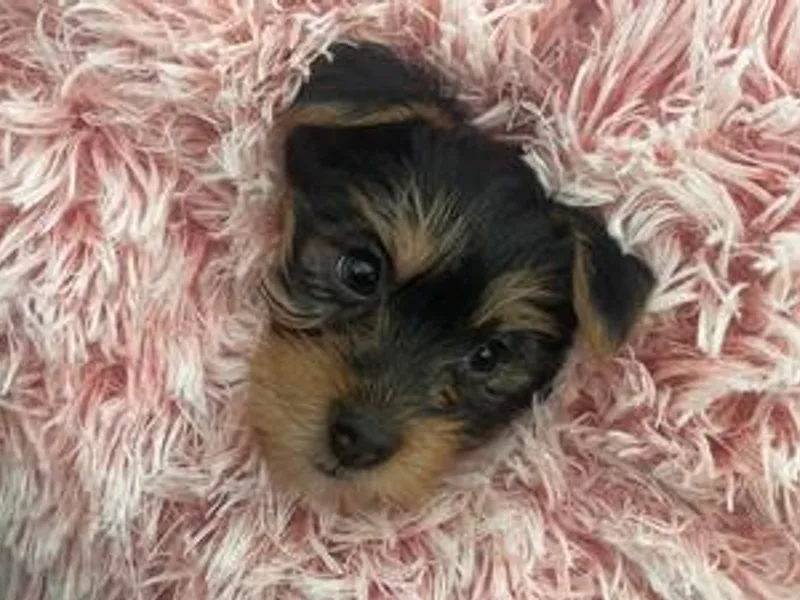 Lacey Luxe Breeding- Yorkshire Terriers