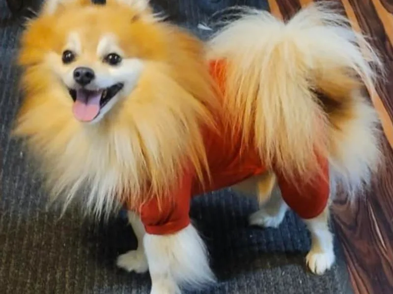 Lacy's Pom Poms