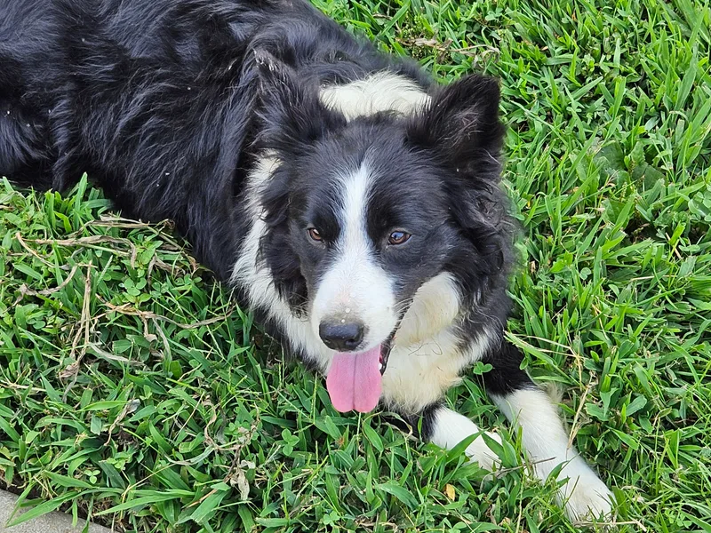 LacyLane's Border Collies