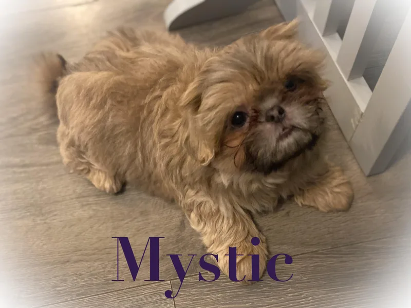 LaDawn’s Little Lions