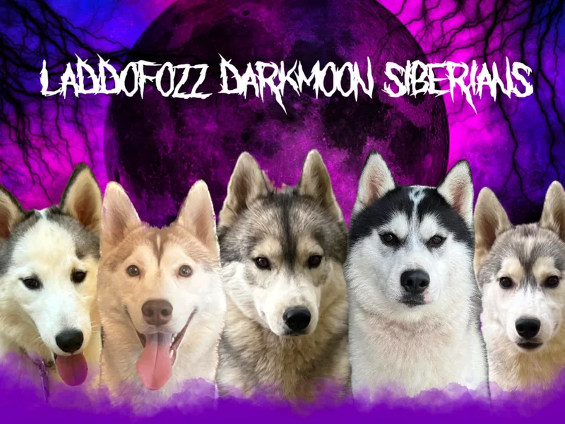 LaddofOzz DarkMoon Siberians