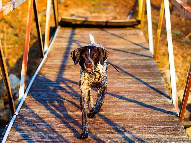 LaDoga Pointers photo 1