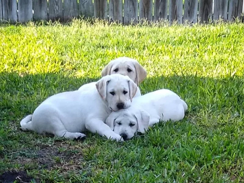 Lady D Labradors photo 1