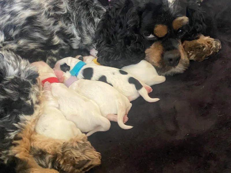 Lady K Cocker Spaniels