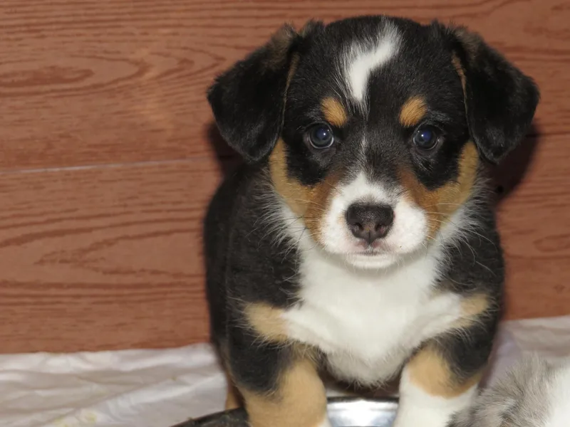 Lady Luna's Cardigan Welsh Corgis