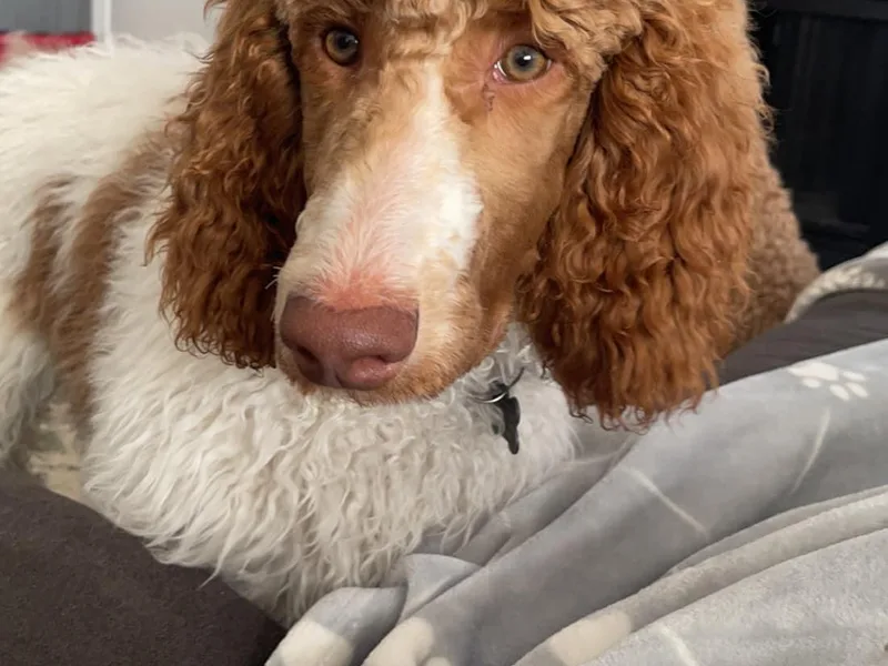 Lady Mae's Standard Poodles