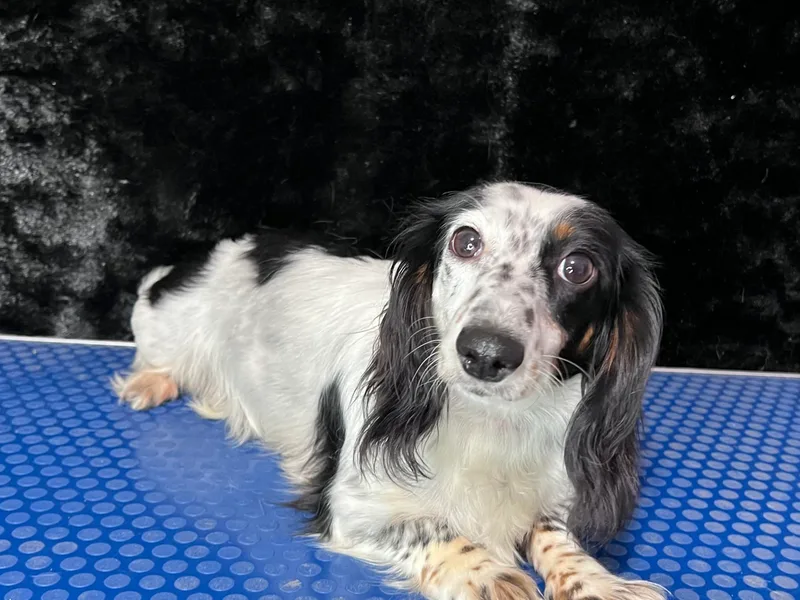 Lady Maye Dachshund's