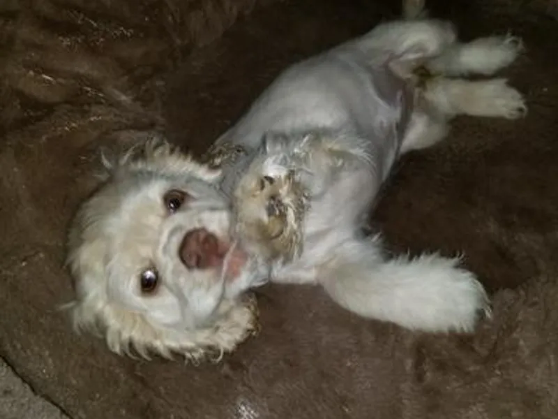 Lady's Cocker Spaniels