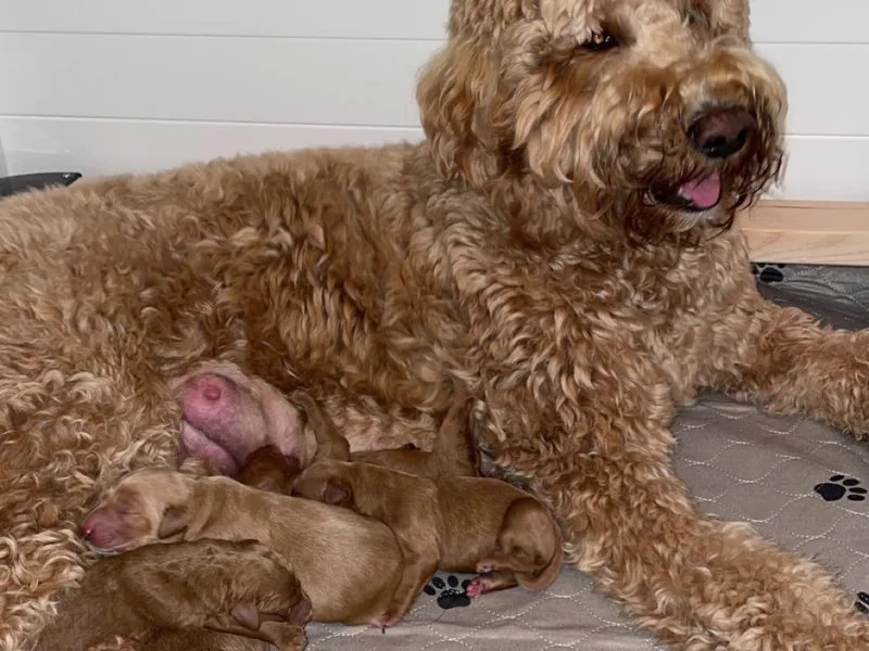 Lady’s Goldendoodles