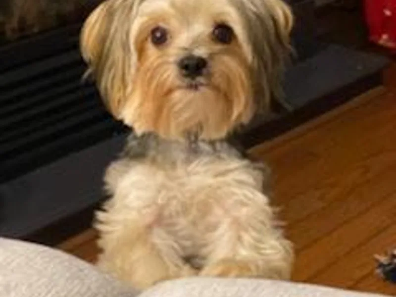 Lady Watkins Kennels