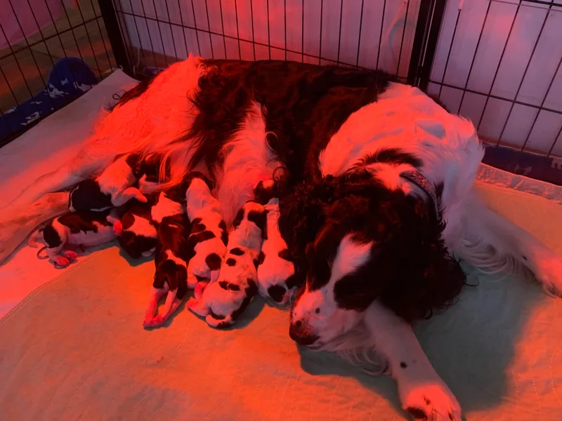 Ladybug English Springers