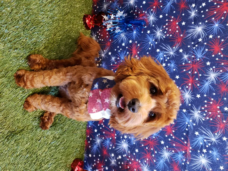 Ladybug Labradoodles photo 1