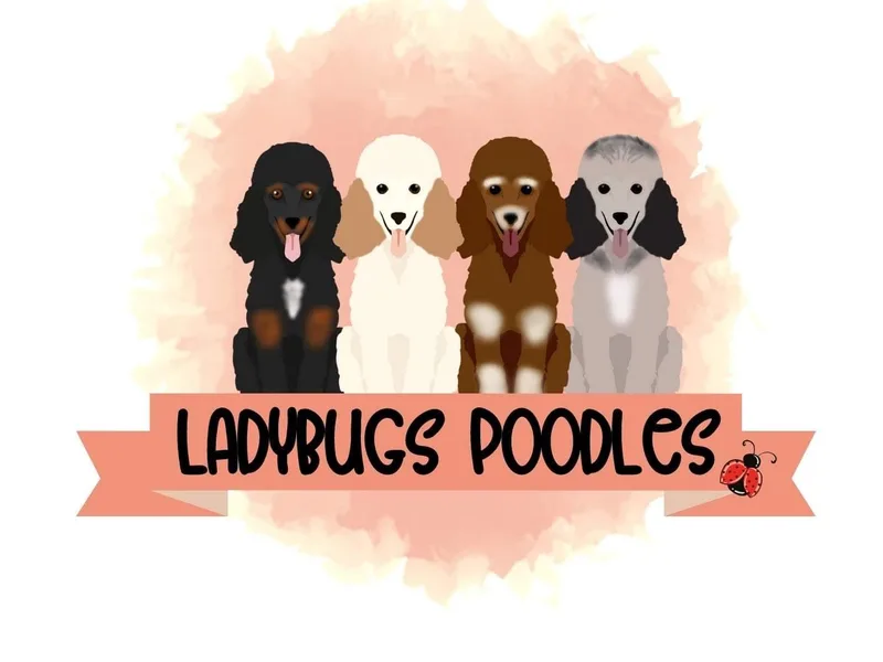 Ladybug Poodles