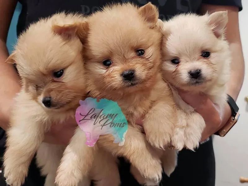 Lafary Poms