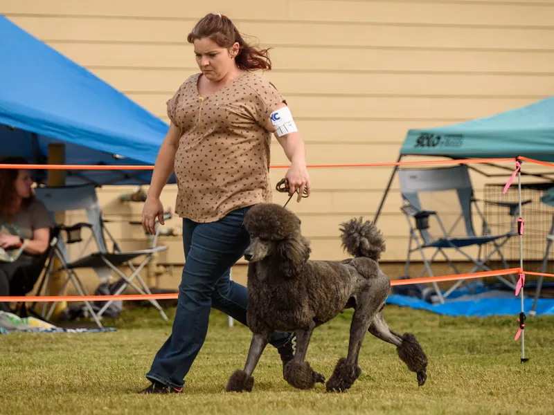 Lafayette Standard Poodles