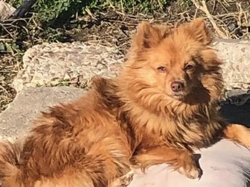 Lagniappe Pet Services