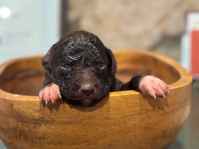Lagotto Amore Breeders