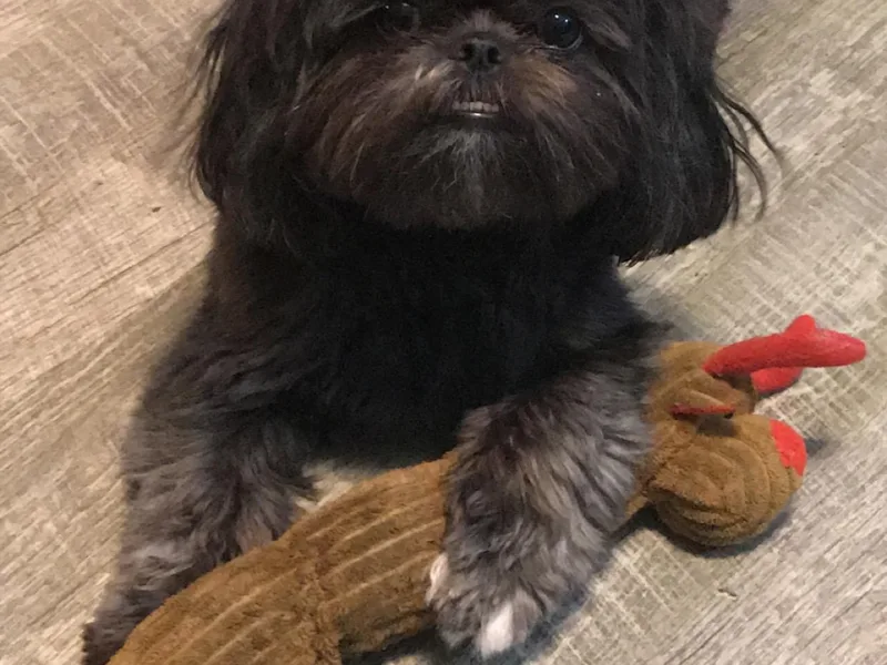 Lake Acres Shih Tzu