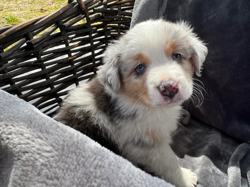 Lake Arrowhead Aussies