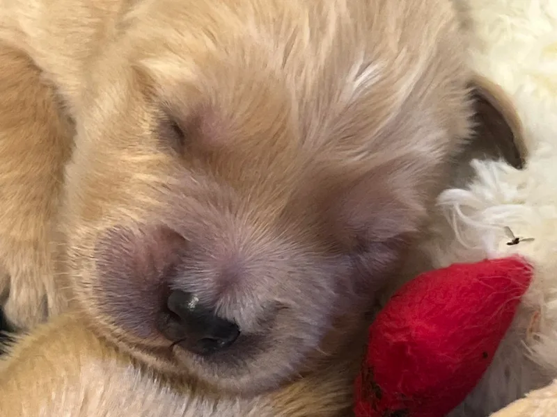 Lake Champlain Goldens