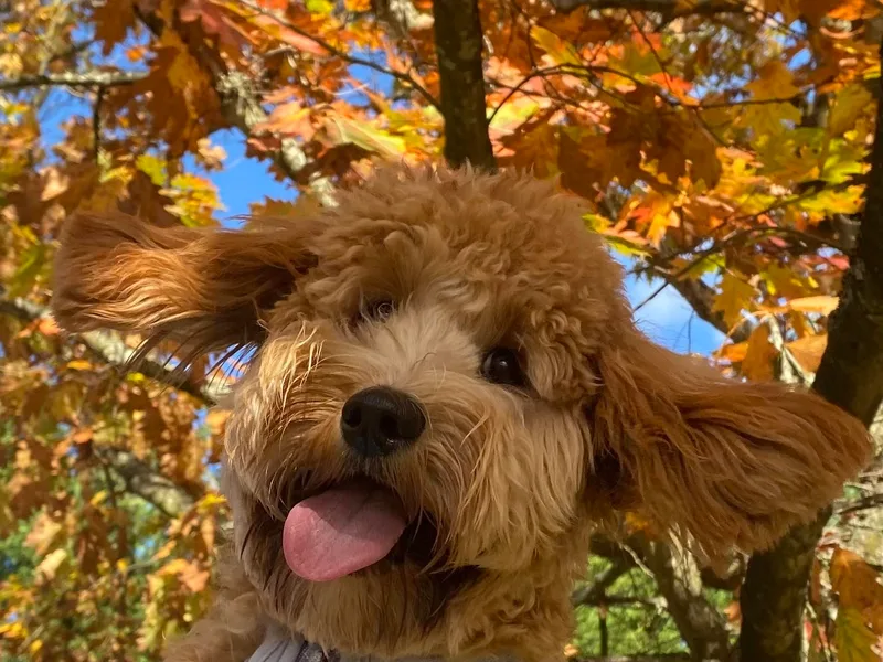 Lake City Labradoodles