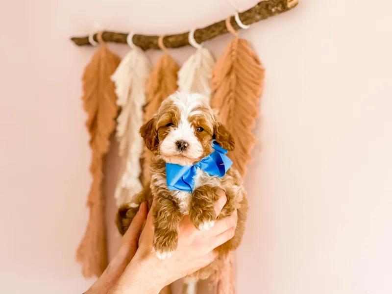 Lake Cumberland Doodle Farm