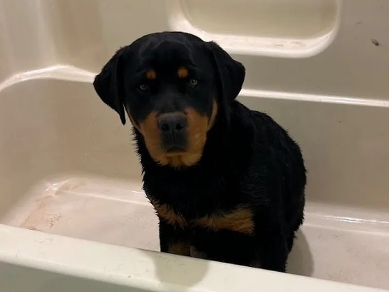 Lake Cumberland Rotties