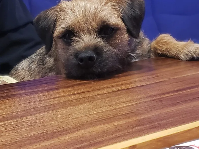 Lake Effect Border Terriers