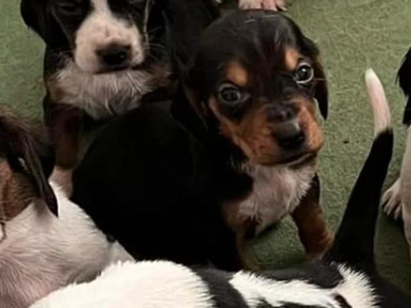 Lake Erie Basset Hounds of Michigan