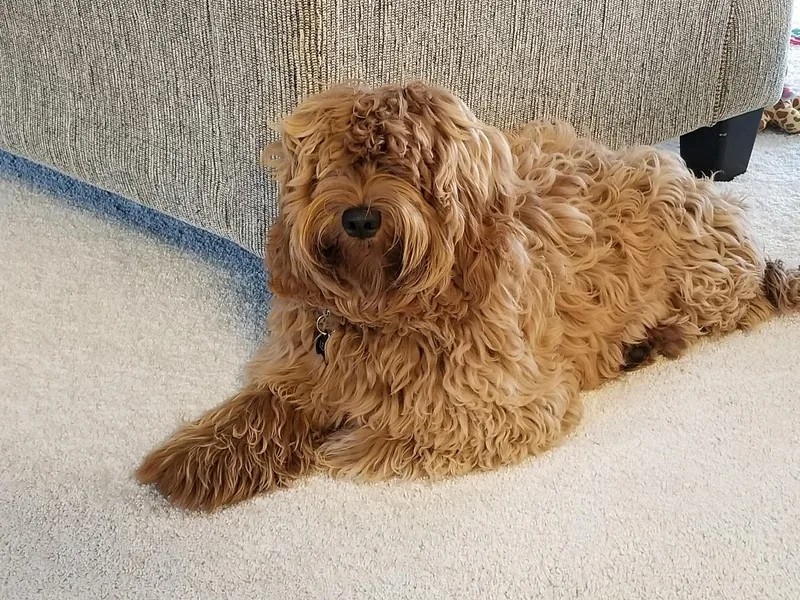 Lake Keowee Labradoodles
