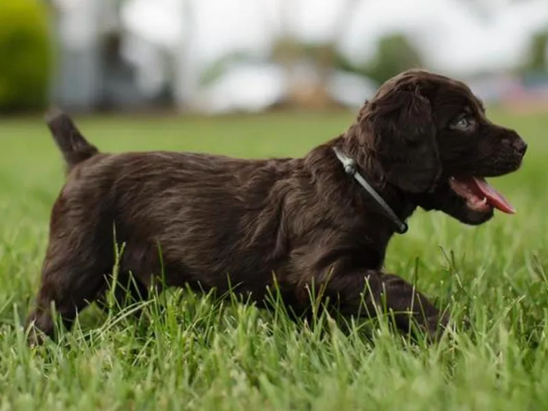 Lake Lands Boykin Spaniels