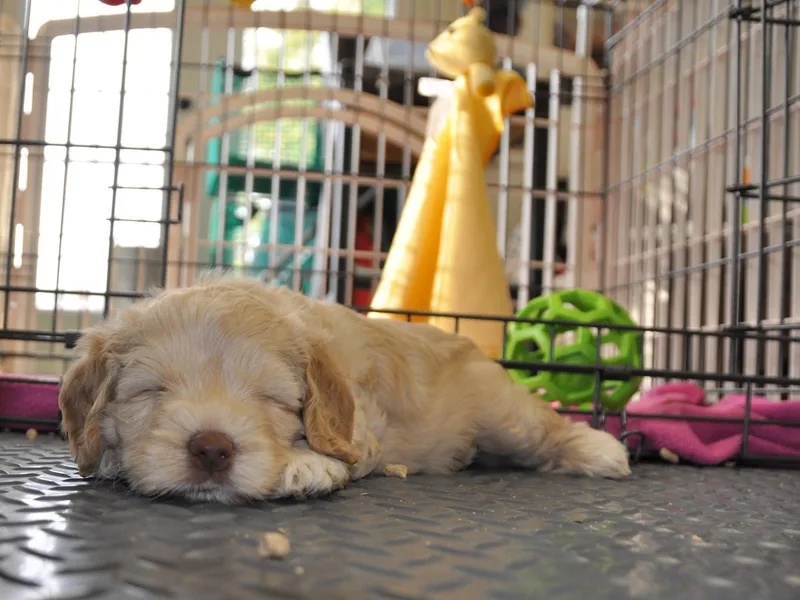 Lake Lure Labradoodles