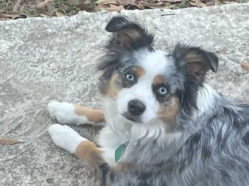 Lake Mini Aussie’s photo 1