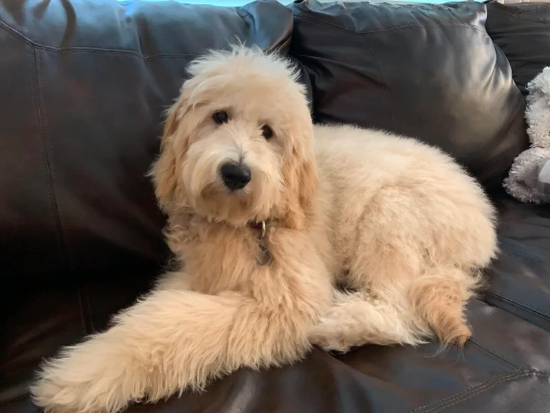 Lake Mountain Doodle