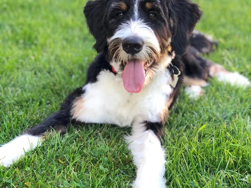 Lake Poygan Bernedoodles