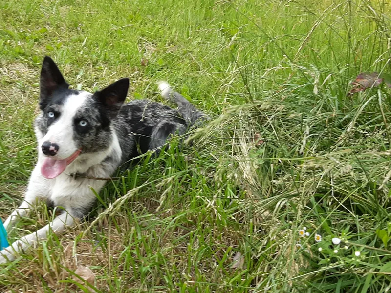 Lake Ridge Border Collies