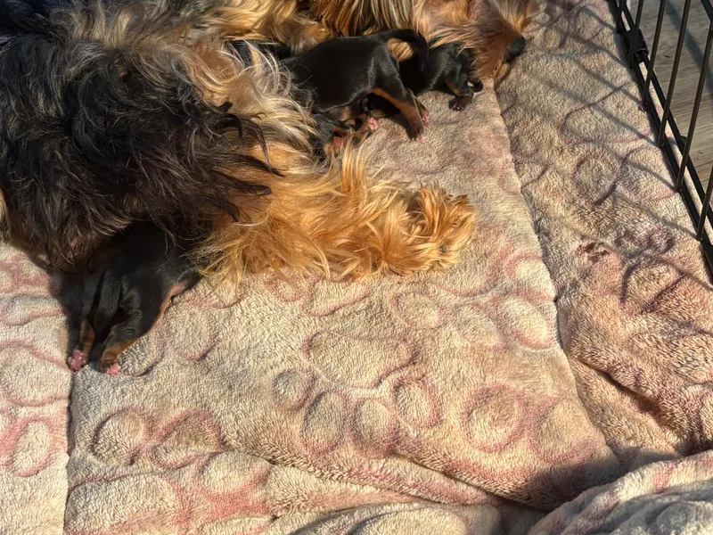 Lake Shore Yorkies