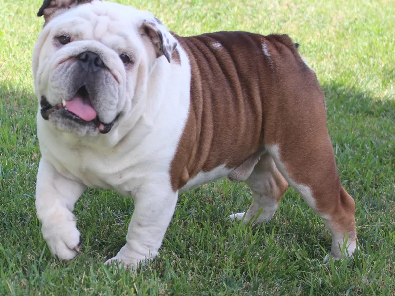 Lake Valley Bulldogs
