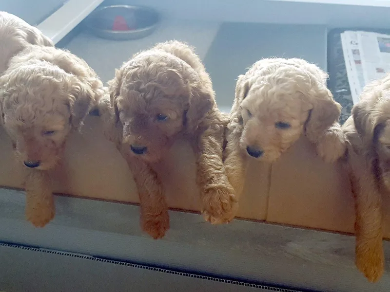 Lakefront Labradoodles