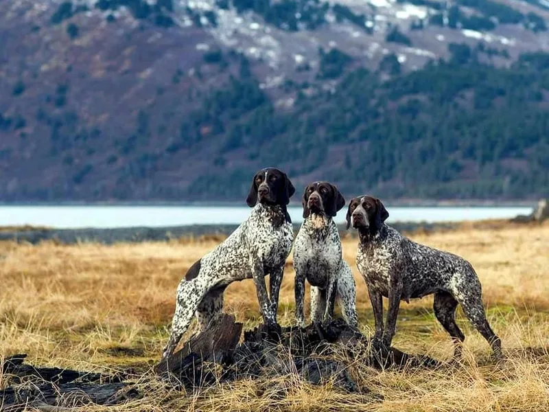 LakeHaus Kennels
