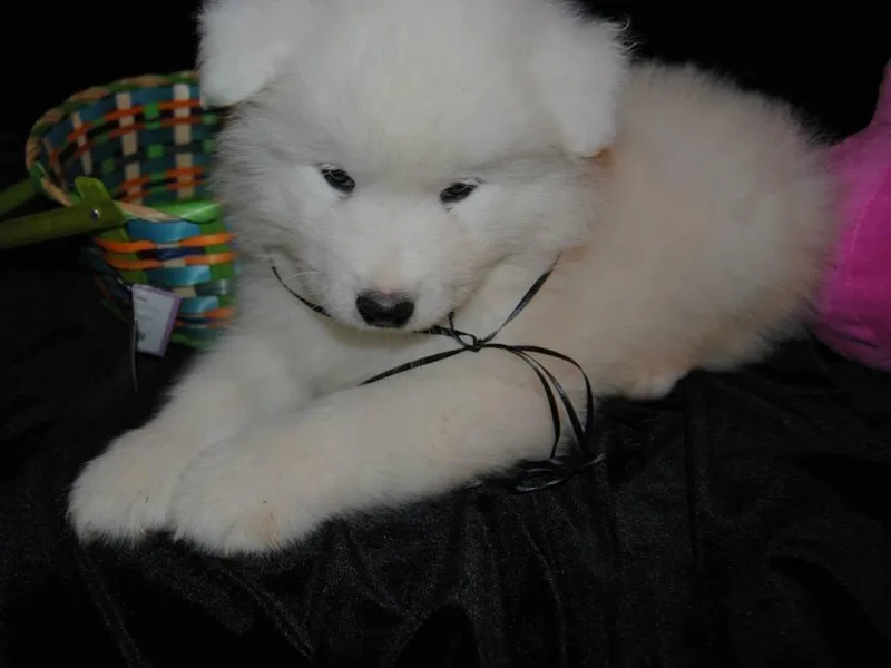 Lakehill Samoyeds