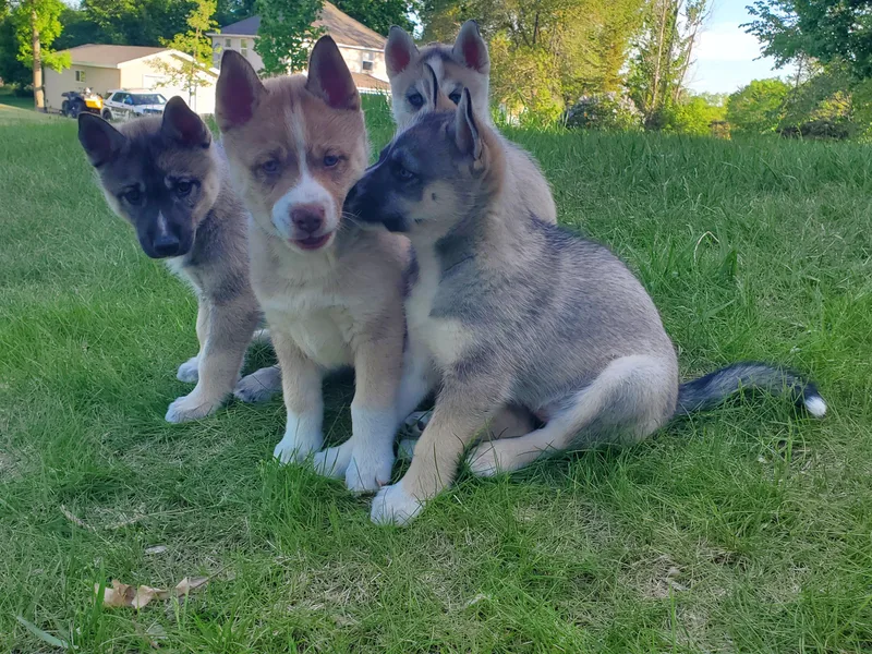 Lakeland Huskies