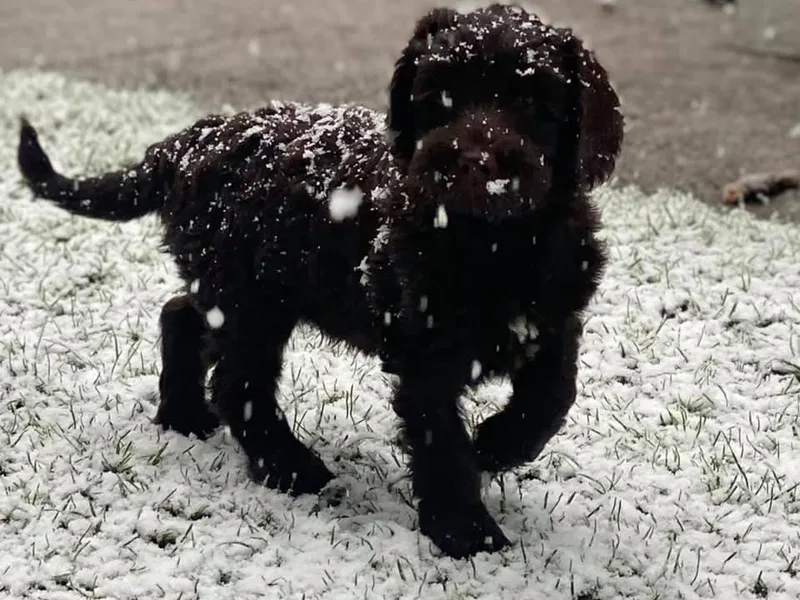LakeRidge Labradoodles photo 1