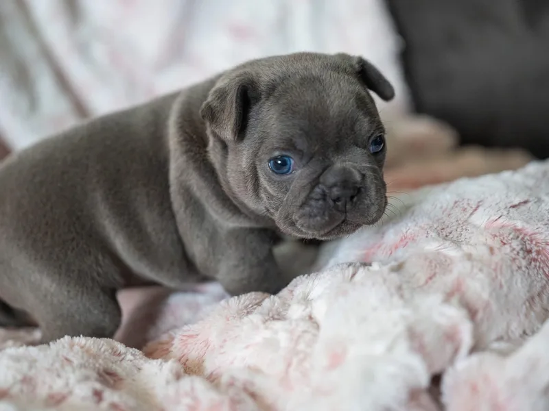 Lakes Area Frenchies