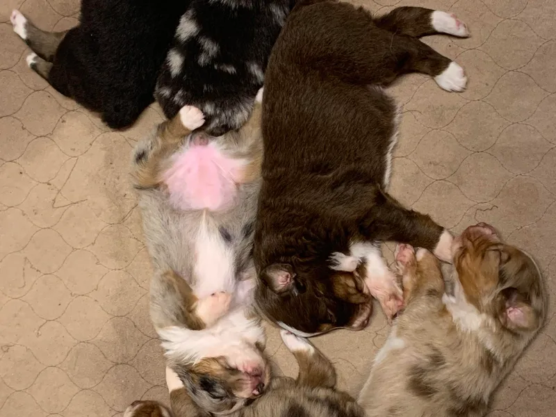 Lakes Australian Shepherds