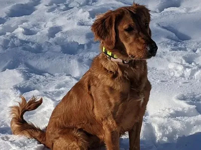 Lakes 'N Fields Retrievers