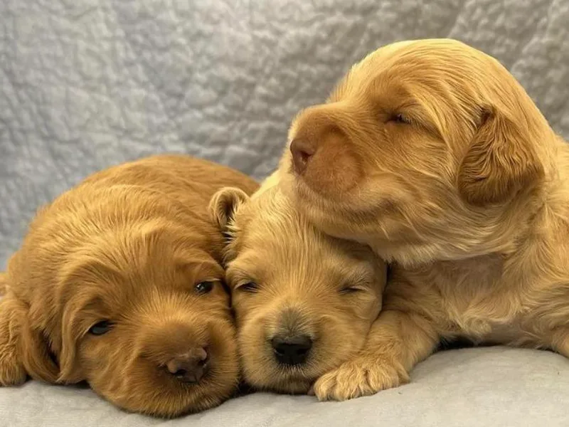 Lakeshore Labradoodles