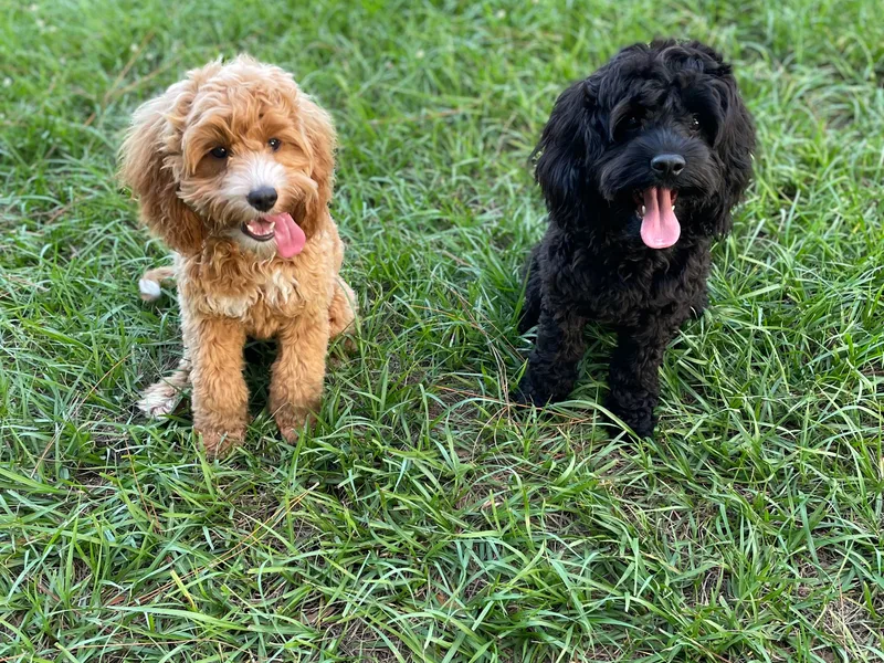 Lakeside Cockapoos