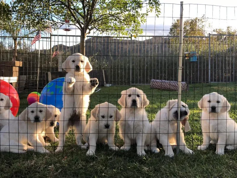 Lakeside Golden Retrievers